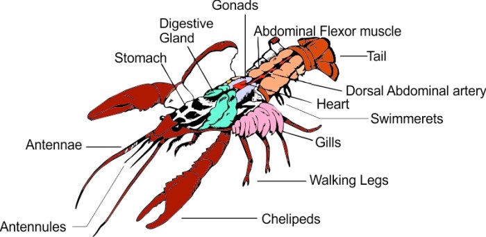 Crayfish dissection biology ganglion junction