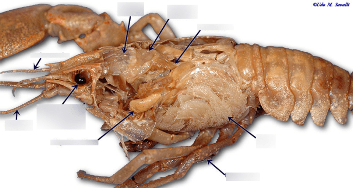 Crayfish dissection crawfish anatomy prelab cambarus arthropoda