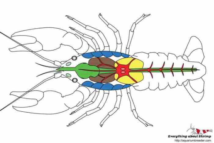 Internal anatomy of a crayfish