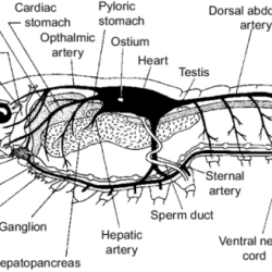 Internal anatomy of a crayfish