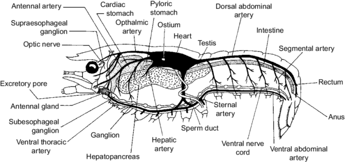 Internal anatomy of a crayfish