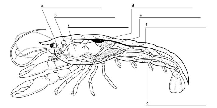 Crayfish internal