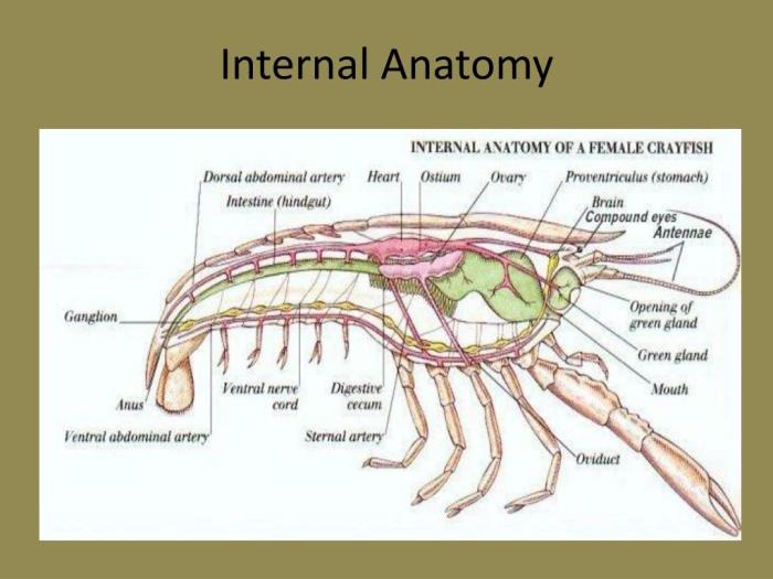 Crayfish system circulatory anatomy dissection open carolina closed earthworm internal versus diagram biology school high teacher resources lab choose board