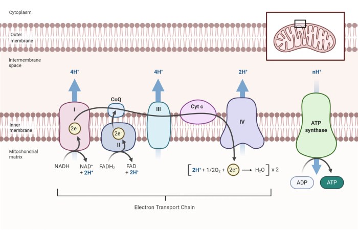 Select the true statements about the electron transport chain.