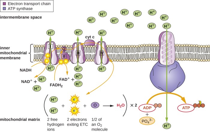 Select the true statements about the electron transport chain.