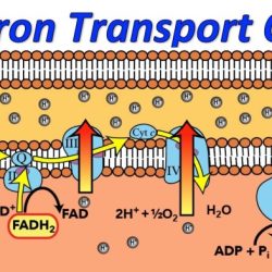 Electron mitochondrial atp complexes components protein membrane cristae representation consists summary faqs researchtweet