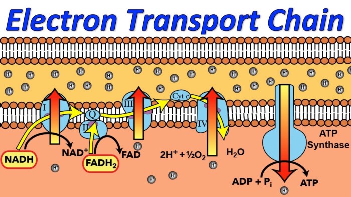 Electron mitochondrial atp complexes components protein membrane cristae representation consists summary faqs researchtweet