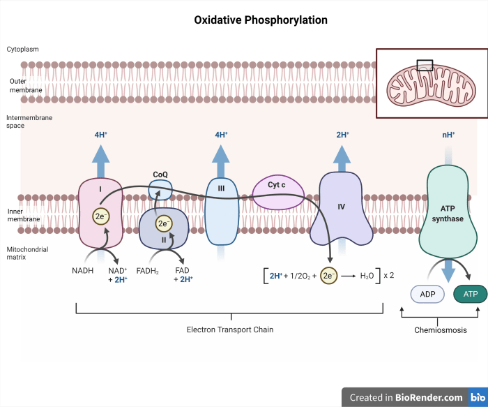 Electron transport chain 2508 file